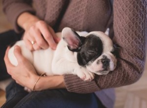 9 tekniker för namngivning av husdjur för att hitta den perfekta passformen
