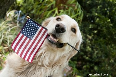 130 patriotiska namn för husdjur