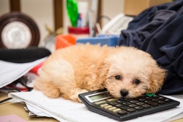 Les frais d adoption d un animal de compagnie sont-ils déductibles d impôt ?