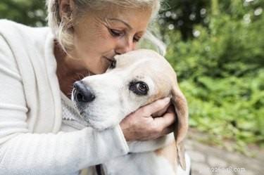 Come aiutare a tenere un animale domestico anziano fuori dal rifugio
