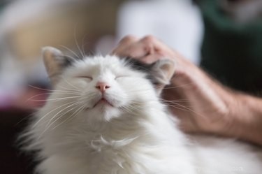 6 belangrijke voordelen van het adopteren van een senior huisdier