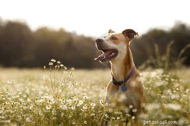 6 redenen om te overwegen een hond van gemengd ras te adopteren