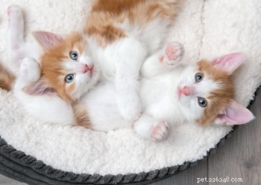 Nybörjarguiden för att fostra katter eller hundar