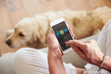 De beste adoptie-apps om u te helpen uw droomhond te vinden