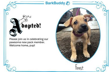 Nejlepší aplikace pro adopci, které vám pomohou najít vašeho vysněného psa