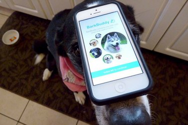 Le migliori app di adozione per aiutarti a trovare il cane dei tuoi sogni
