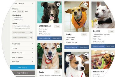 Nejlepší aplikace pro adopci, které vám pomohou najít vašeho vysněného psa