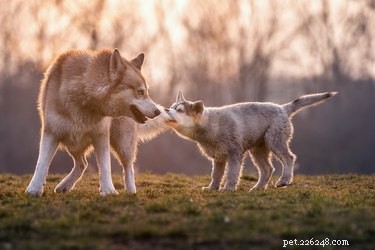 Een puppy introduceren in een gezin met oudere honden