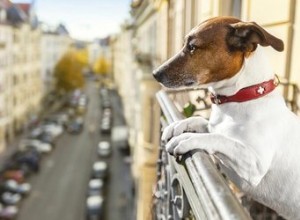Comment prendre soin d un chien en appartement