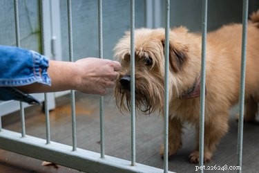 Hur du ger upp din hund till Humane Society