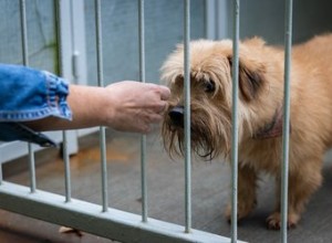 Como entregar seu cão à Humane Society