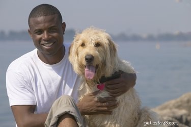 Fördelar och nackdelar med att hålla hundar som husdjur