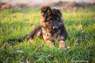 Come trovare un cucciolo di pastore tedesco gratuito per l adozione