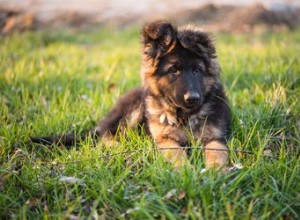Een gratis Duitse herderpuppy vinden voor adoptie