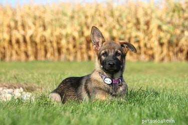 Een gratis Duitse herderpuppy vinden voor adoptie
