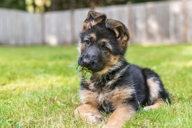 Как найти бесплатного щенка немецкой овчарки для усыновления