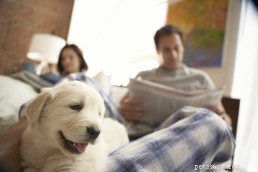 Как помочь щенку адаптироваться к новому дому