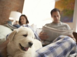 Как помочь щенку адаптироваться к новому дому