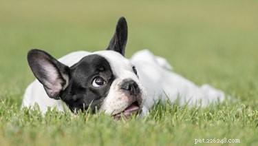 Jak najít malé psy k adopci