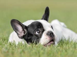 Hur man hittar små hundar för adoption