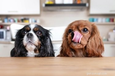 あなたの犬に基本的な食事のマナーを教える：ここに方法 