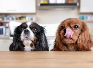 Ensine ao seu cão maneiras básicas de comer:veja como