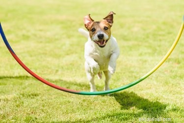 Alles over trick-training, een geweldige manier om het vertrouwen van uw hond op te bouwen