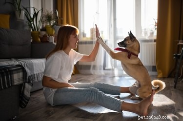 Allt om trickträning, ett bra sätt att bygga upp din hunds självförtroende