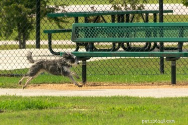 Alles over hondenparkour:wat het is en hoe te beginnen