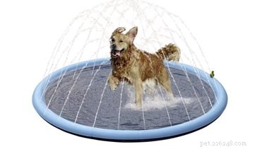 3 H2O-doolhofopties voor honden die nog niet klaar zijn om te zwemmen