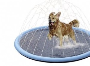3 opções incríveis de H2O para cães que não estão prontos para nadar