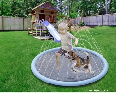 3 варианта использования H2O для собак, которые не готовы плавать