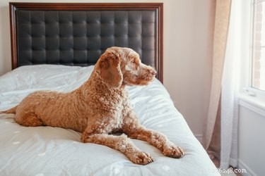 Que faire si votre chien souffre d anxiété de séparation