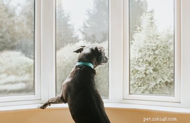 O que fazer se seu cão tiver ansiedade de separação