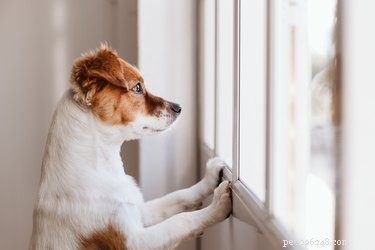 Co dělat, když má váš pes úzkost z odloučení