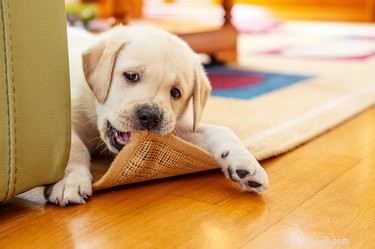 Hoe u kunt voorkomen dat uw puppy overal op kauwen