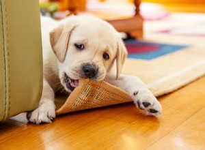 Jak zabránit tomu, aby vaše štěně všechno žvýkalo