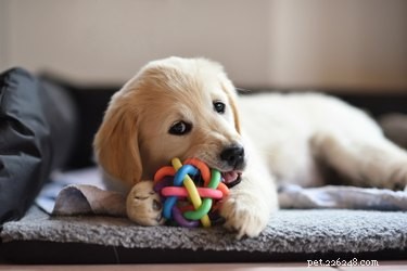 Hoe u kunt voorkomen dat uw puppy overal op kauwen