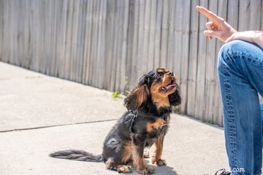 Como treinar um cão para cumprimentar educadamente 