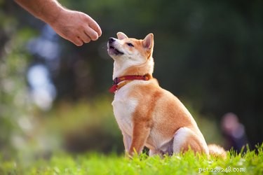 Como treinar um cão para cumprimentar educadamente 