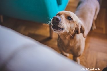 Hoe leer je je hond om te stoppen met blaffen aan de deur