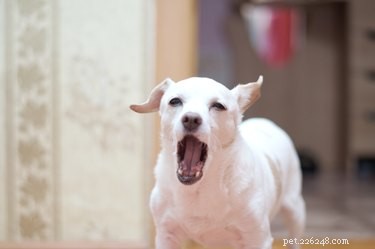ドアで吠えるのをやめるように犬を訓練する方法 