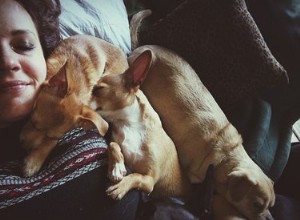 あなたの犬に彼があなたのベッドで眠ることができないと言う方法 