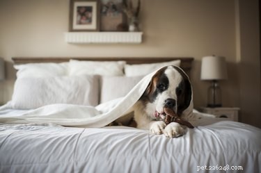 Hur man berättar för din hund att han inte kan sova på din säng