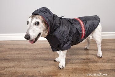 Что делать, если ваша собака не писает и не какает под дождем