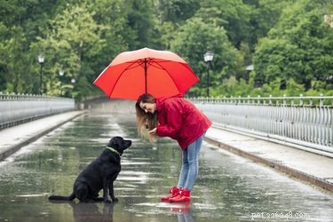 Wat te doen als uw hond niet wil plassen of poepen in de regen