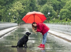 Cosa fare quando il tuo cane non fa pipì o cacca sotto la pioggia