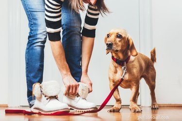 Como treinar seu cão com trela
