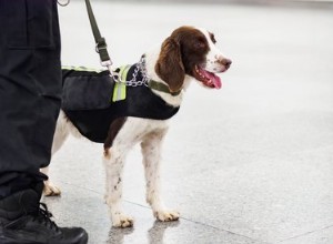 Como os cães de detecção são treinados?