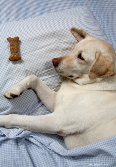 別の部屋で寝るように犬を訓練する方法 